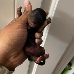 Girl 1 - Black and tan female Yorkshire Terrier puppy in Richland County, South Carolina from Nesha's Pawrific Tails