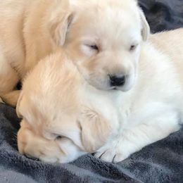 Labrador Retrievers from Pebble Beach Labrador Retrievers