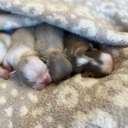 Isabella Panda Husky - Tricolors female French Bulldog puppy in Piedmont, Oklahoma from 5A Frenchies