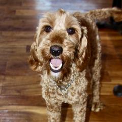 Maggie - Australian Labradoodle