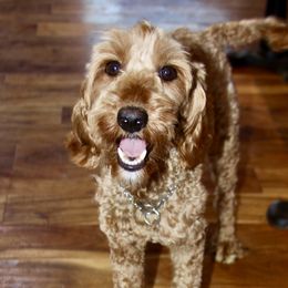 Maggie - Australian Labradoodle