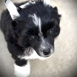 Luna- Puff Girl - Black and white female Chinese Crested puppy in Tomball, Texas from Gracieux Chinese Cresteds