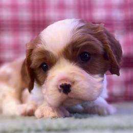 Luka - Blenheim male Cavalier King Charles Spaniel puppy in Crawford, Tennessee from Lilly Lane Spaniels