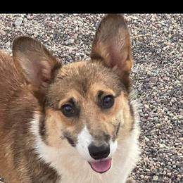 Alan - Pembroke Welsh Corgi