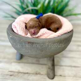 Blue Collar - Red female Cavapoo puppy in St George, Utah from Picture Perfect Doodles