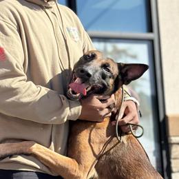Belgian Malinois, Dutch Shepherds, German Shepherds, and xDutch Shepherds from Vom Jazzigen Haus