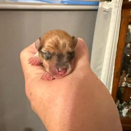 Pup C - White and tan male Toy Fox Terrier puppy in Clermont, Florida from Debbie Hiles's Toy Fox Terriers