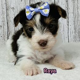 Raya - Parti female Yorkshire Terrier puppy in Mankato, Minnesota from Tiny and Treasured