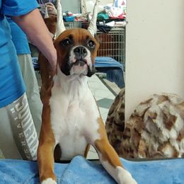 Boxer Puppies from CinniBon Boxers (Kennel)
