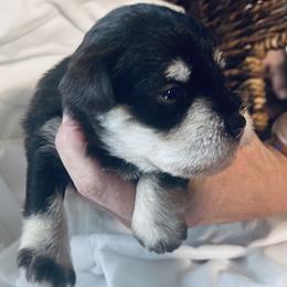 Ms. Pink - Liver female Miniature Schnauzer puppy in Pensacola, Florida from Reservoir Dogs