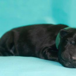 German Shepherd Puppies from Ryndal Working Dogs