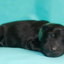 German Shepherd Puppies from Ryndal Working Dogs