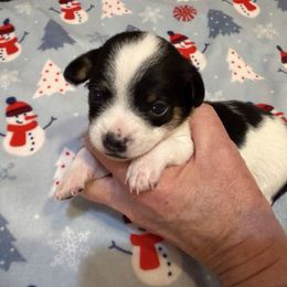 Annie - Black and white female Chihuahua puppy in Amity, Pennsylvania from Rhoda and Verna