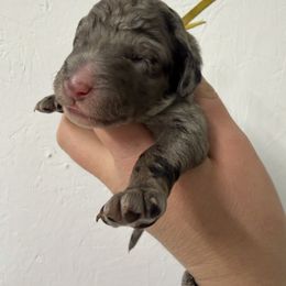 Marshmallow - Merle male Goldendoodle puppy in Windsor, Colorado from Front Range Family Doodles