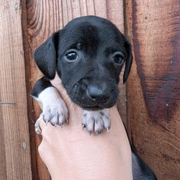 Boy 2 - Piebald male Dachshund puppy in Chehalis, Washington from Hill Top Dachshunds