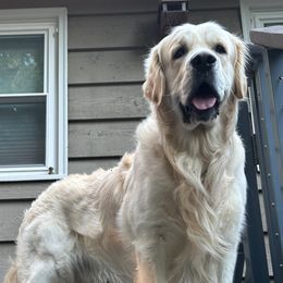 Goose - Golden Retriever