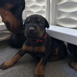 Red - Black and rust female Doberman Pinscher puppy in Lynn, Michigan from Creekside Dobermans