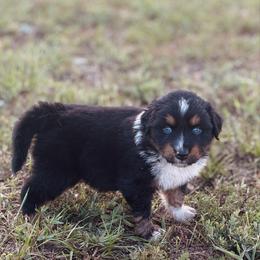 Sonny - Black tri-color male Australian Shepherd puppy in Uvalda, Georgia from Happy Ours Australian Shepherds