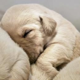 Girl 5 - Yellow female Labrador Retriever puppy in Helena, Montana from Whistling Wings Retrievers, LLC.