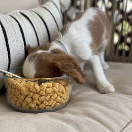 Cavalier King Charles Spaniel Puppies from Colorful Cavaliers