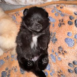Mickey - Black parti male Pomeranian puppy in Yukon, Oklahoma from Rae of Sunshine Poms