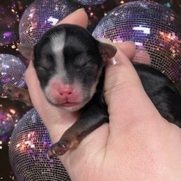 Midnight - Black and tan male Yorkipoo puppy in Coshocton, Ohio from Forever Family Puppies