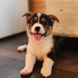 Female 1 - Black and tan female Pembroke Welsh Corgi puppy in Orleans, Indiana from Workman Farms
