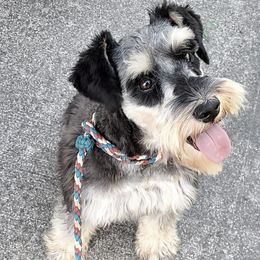 Rocco - Miniature Schnauzer