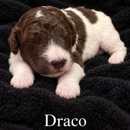 Draco - Parti male Poodle puppy in Washington, Pennsylvania from Patriotic Poodles