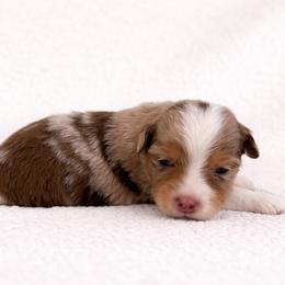 Breeze - Red merle male Australian Shepherd puppy in Delta, Colorado from SATA Kennels