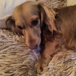 "Olivia, Chocolate based shaded cream" Dachshund Puppies from BleuBayou Dachshunds