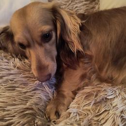 "Olivia, Chocolate based shaded cream" Dachshund Puppies from BleuBayou Dachshunds