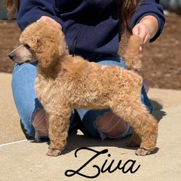 Black Collar Girl - Apricot female Poodle puppy in Ocala, Florida from Sommer Standards & Chinese Cresteds