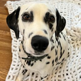 Sunny - Dalmatian