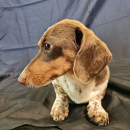 Flash - Dachshund