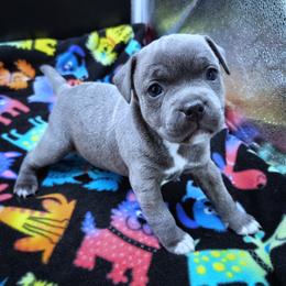 Focaccia - Blue female Staffordshire Bull Terrier puppy in Dallas, Texas from Wild Blue Staffords