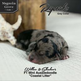 Riptide - Grey Collar - Blue merle male Aussiedoodle puppy in Oxford, Alabama from Magnolia Grove Doodles