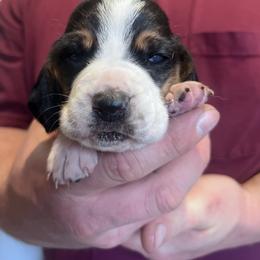 Girl 1 - Black brown and white female Basset Hound puppy in Noblesville, Indiana from Russell Bassets