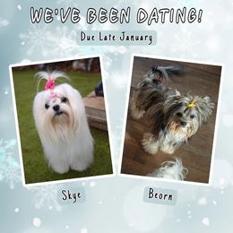Morkie puppies from Seeking Shalom Acres Maltese, Maltipoos & Havamalts