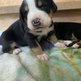 Greater Swiss Mountain Dog Puppies from Woodland Swissie’s