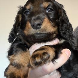 Male 3 - Black and tan male Dachshund puppy in Delta, Colorado from Weinderful Dachshunds