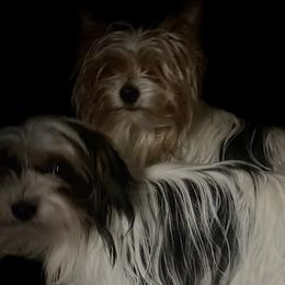 Kobe - Yorkshire Terrier