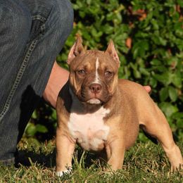 Penndragon - Red sable female American Bully puppy in Orlinda, Tennessee from SimplyBullies
