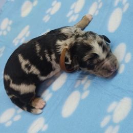 Bennett Brown - Blue merle male Bernedoodle puppy in Delphos, Ohio from Route 66 Poodles & Doodles, Sapphire Shih-tzu's of Ohio