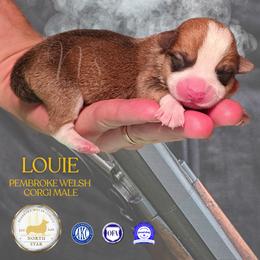 Louie - Red male Pembroke Welsh Corgi puppy in Fortine, Montana from North Star Pembroke Welsh Corgi's