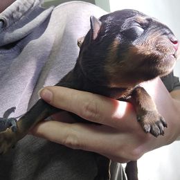 Brown - Black and mahogany male Rottweiler puppy in Tangent, Oregon from Raya's Royals