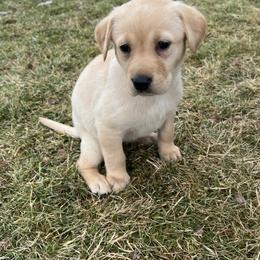 Labrador Retriever Puppies from Dutson Labs