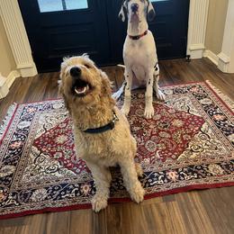 Great Dane Puppies from KD Sweet Southern Danes