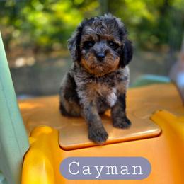 Cayman - male Cavapoochon puppy in Bullard, Texas from Cavapoochon Central LLC