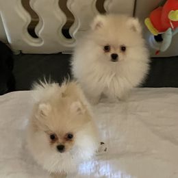 Pomeranian Puppies from Tammy Schell